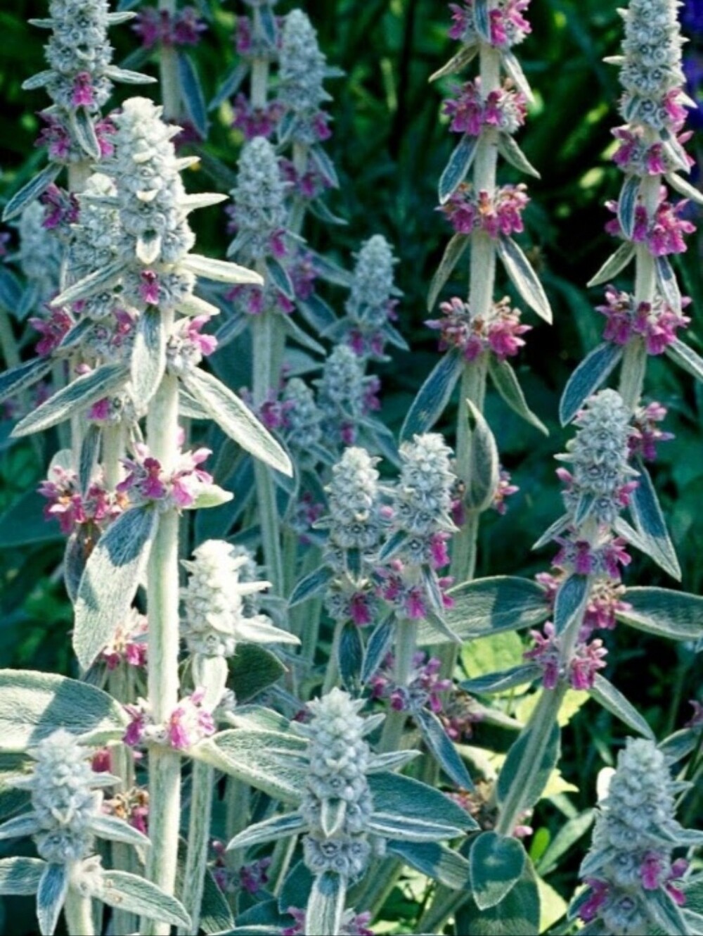Jennifer Key Cover Free Lambs Ear Perennial Plant